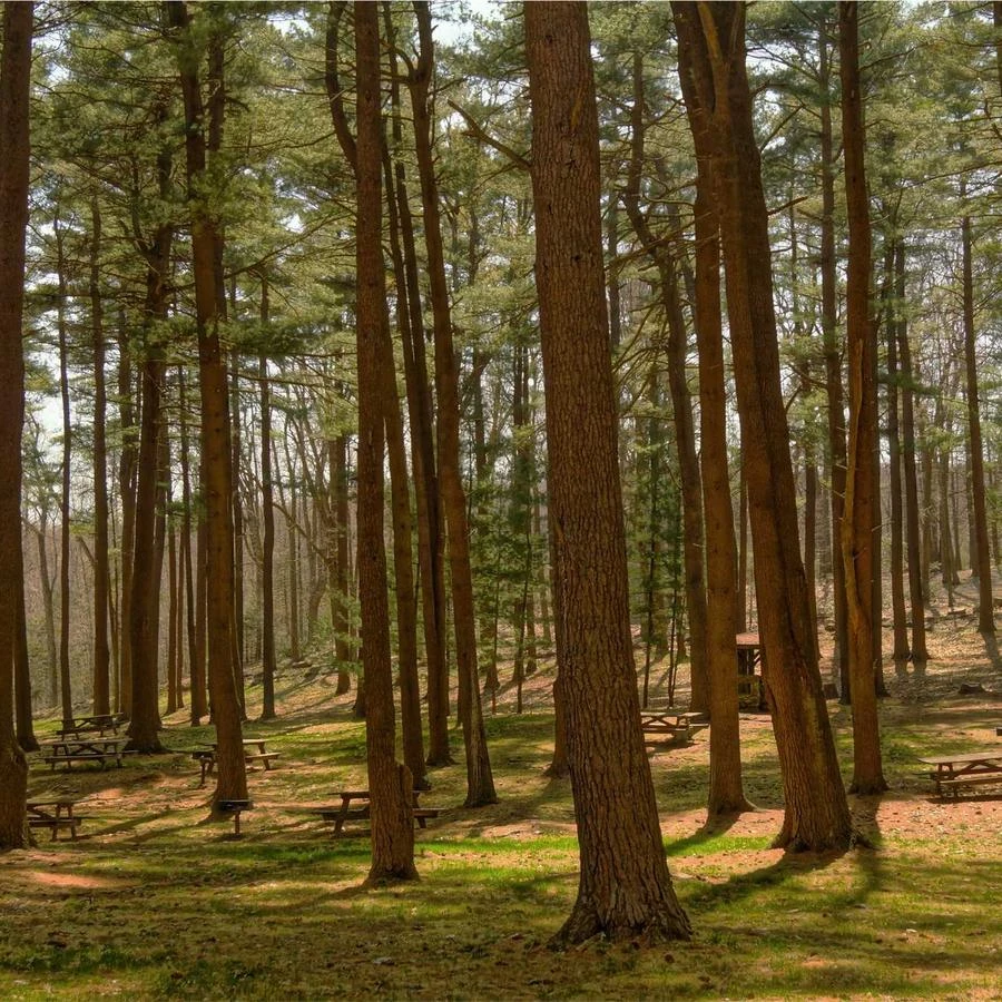 Honor Smart Watch X1